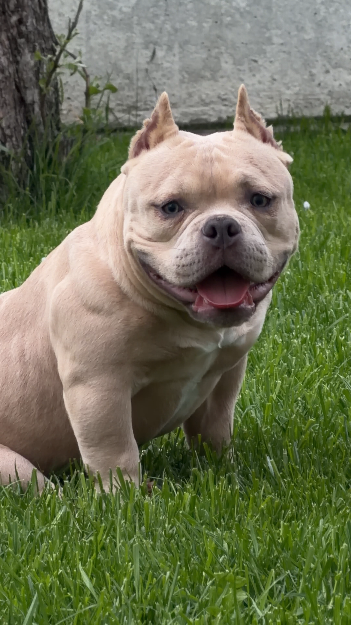 NIGHT DRAKULA DAENERYS — Night Drakula Kennel